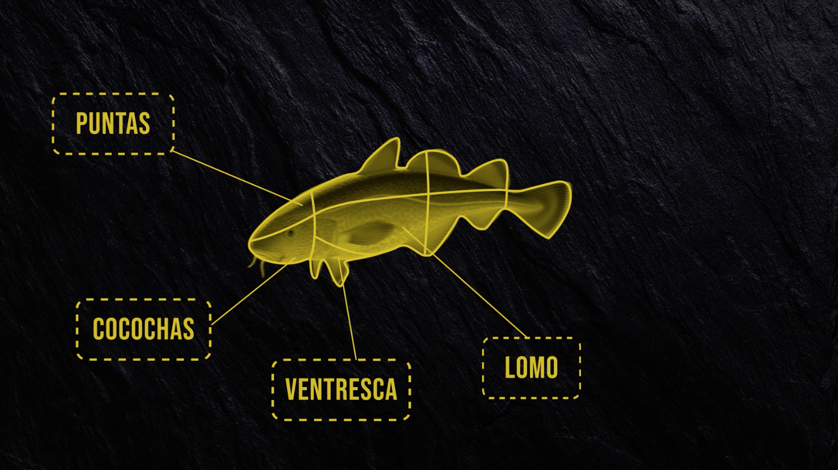 anatomia del bacalao anfabasa